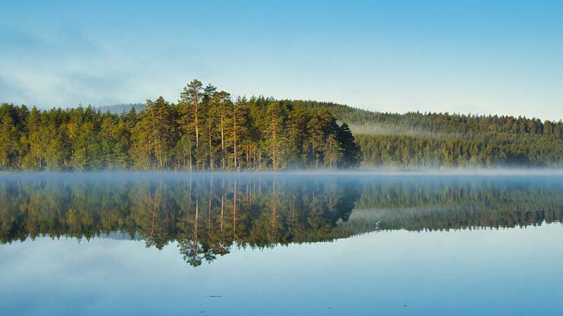 Svensk skog hållbarhet